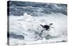 Chinstrap Penguin, Deception Island, Antarctica-Paul Souders-Stretched Canvas