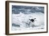 Chinstrap Penguin, Deception Island, Antarctica-Paul Souders-Framed Premium Photographic Print