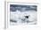 Chinstrap Penguin, Deception Island, Antarctica-Paul Souders-Framed Premium Photographic Print