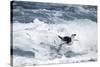 Chinstrap Penguin, Deception Island, Antarctica-Paul Souders-Stretched Canvas