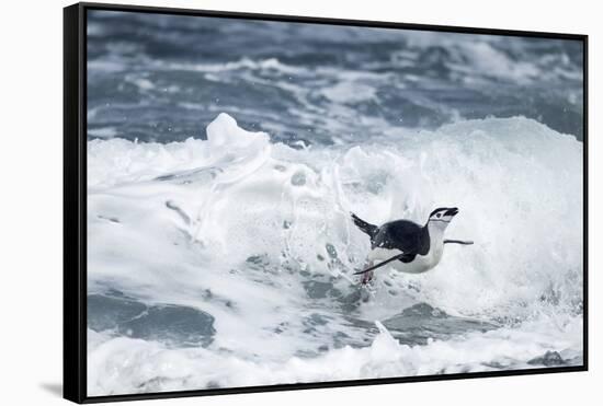 Chinstrap Penguin, Deception Island, Antarctica-Paul Souders-Framed Stretched Canvas