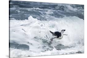Chinstrap Penguin, Deception Island, Antarctica-Paul Souders-Stretched Canvas