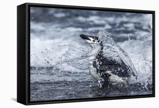 Chinstrap Penguin, Deception Island, Antarctica-Paul Souders-Framed Stretched Canvas