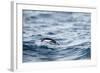 Chinstrap Penguin, Deception Island, Antarctica.-Paul Souders-Framed Photographic Print