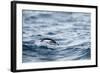 Chinstrap Penguin, Deception Island, Antarctica.-Paul Souders-Framed Photographic Print