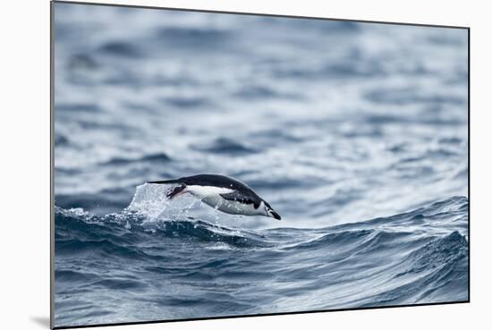 Chinstrap Penguin, Deception Island, Antarctica.-Paul Souders-Mounted Photographic Print