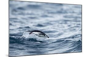 Chinstrap Penguin, Deception Island, Antarctica.-Paul Souders-Mounted Photographic Print