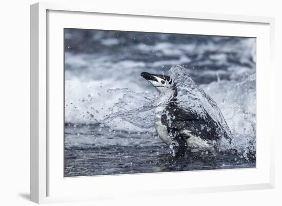 Chinstrap Penguin, Deception Island, Antarctica-Paul Souders-Framed Photographic Print