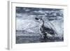 Chinstrap Penguin, Deception Island, Antarctica-Paul Souders-Framed Photographic Print