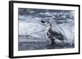 Chinstrap Penguin, Deception Island, Antarctica-Paul Souders-Framed Photographic Print