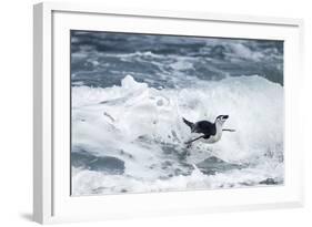 Chinstrap Penguin, Deception Island, Antarctica-Paul Souders-Framed Photographic Print