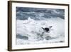 Chinstrap Penguin, Deception Island, Antarctica-Paul Souders-Framed Photographic Print