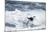 Chinstrap Penguin, Deception Island, Antarctica-Paul Souders-Mounted Photographic Print