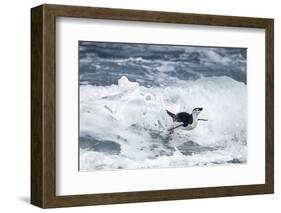 Chinstrap Penguin, Deception Island, Antarctica-Paul Souders-Framed Photographic Print