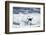 Chinstrap Penguin, Deception Island, Antarctica-Paul Souders-Framed Photographic Print