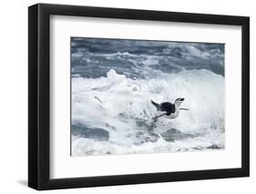 Chinstrap Penguin, Deception Island, Antarctica-Paul Souders-Framed Photographic Print