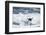 Chinstrap Penguin, Deception Island, Antarctica-Paul Souders-Framed Photographic Print