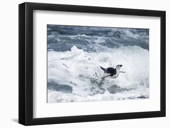 Chinstrap Penguin, Deception Island, Antarctica-Paul Souders-Framed Photographic Print