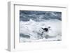 Chinstrap Penguin, Deception Island, Antarctica-Paul Souders-Framed Photographic Print