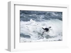 Chinstrap Penguin, Deception Island, Antarctica-Paul Souders-Framed Photographic Print