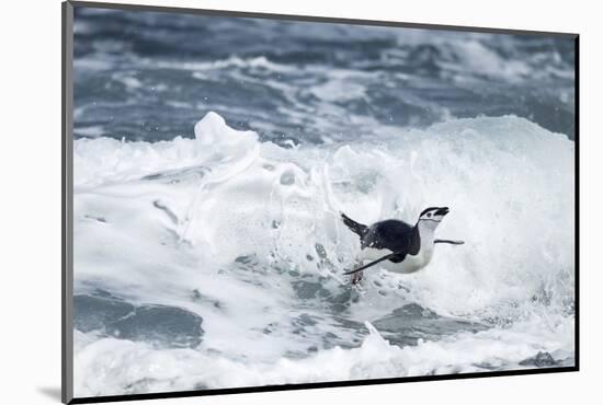 Chinstrap Penguin, Deception Island, Antarctica-Paul Souders-Mounted Photographic Print