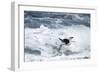 Chinstrap Penguin, Deception Island, Antarctica-Paul Souders-Framed Photographic Print