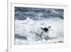 Chinstrap Penguin, Deception Island, Antarctica-Paul Souders-Framed Photographic Print