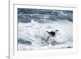 Chinstrap Penguin, Deception Island, Antarctica-Paul Souders-Framed Photographic Print