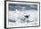 Chinstrap Penguin, Deception Island, Antarctica-Paul Souders-Framed Photographic Print