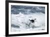 Chinstrap Penguin, Deception Island, Antarctica-Paul Souders-Framed Photographic Print