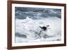 Chinstrap Penguin, Deception Island, Antarctica-Paul Souders-Framed Photographic Print