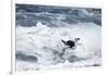 Chinstrap Penguin, Deception Island, Antarctica-Paul Souders-Framed Photographic Print