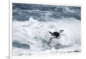 Chinstrap Penguin, Deception Island, Antarctica-Paul Souders-Framed Photographic Print