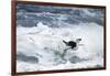 Chinstrap Penguin, Deception Island, Antarctica-Paul Souders-Framed Photographic Print