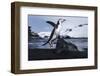 Chinstrap Penguin, Deception Island, Antarctica-Paul Souders-Framed Photographic Print