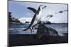 Chinstrap Penguin, Deception Island, Antarctica-Paul Souders-Mounted Photographic Print