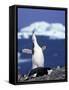 Chinstrap Penguin, Ecstatic Display, South Sandwich Is-Peter Oxford-Framed Stretched Canvas