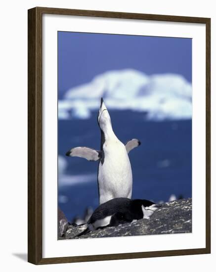 Chinstrap Penguin, Ecstatic Display, South Sandwich Is-Peter Oxford-Framed Photographic Print