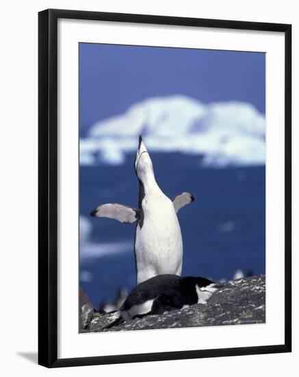 Chinstrap Penguin, Ecstatic Display, South Sandwich Is-Peter Oxford-Framed Photographic Print