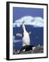 Chinstrap Penguin, Ecstatic Display, South Sandwich Is-Peter Oxford-Framed Photographic Print