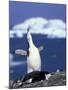 Chinstrap Penguin, Ecstatic Display, South Sandwich Is-Peter Oxford-Mounted Photographic Print