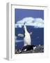 Chinstrap Penguin, Ecstatic Display, South Sandwich Is-Peter Oxford-Framed Photographic Print