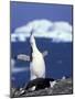 Chinstrap Penguin, Ecstatic Display, South Sandwich Is-Peter Oxford-Mounted Photographic Print