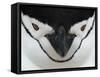 Chinstrap Penguin Face Portrait, Antarctica-Edwin Giesbers-Framed Stretched Canvas