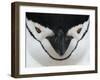 Chinstrap Penguin Face Portrait, Antarctica-Edwin Giesbers-Framed Photographic Print