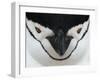 Chinstrap Penguin Face Portrait, Antarctica-Edwin Giesbers-Framed Photographic Print