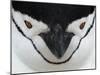 Chinstrap Penguin Face Portrait, Antarctica-Edwin Giesbers-Mounted Photographic Print