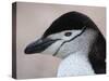 Chinstrap Penguin Head Portrait, Antarctica-Edwin Giesbers-Stretched Canvas