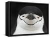 Chinstrap Penguin Head Portrait, Antarctica-Edwin Giesbers-Framed Stretched Canvas