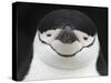 Chinstrap Penguin Head Portrait, Antarctica-Edwin Giesbers-Stretched Canvas